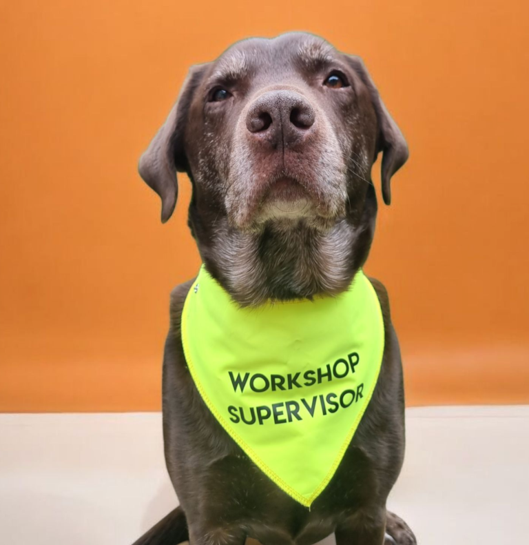 Workshop dog Labrador wearing a bright green bandana that reads "Workshop Supervisor."